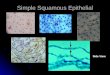 Simple Squamous Epithelial