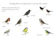 Feeding birds can help them to survive the winter