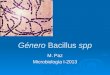 Género  Bacillus spp