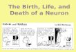 The Birth, Life, and Death of a Neuron
