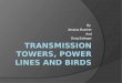 Transmission Towers, Power Lines and Birds