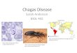 Chagas  Disease