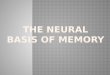 The Neural Basis Of Memory