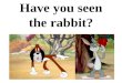 Have you seen the rabbit?