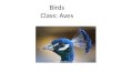 Birds Class: Aves