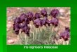 Iris nigricans  Iridaceae