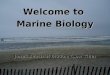 Welcome to  Marine Biology Jones Beach at 6:00am (Low Tide)