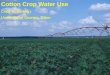 Cotton Crop Water Use Craig W. Bednarz University of Georgia, Tifton