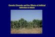 Genetic Diversity and the Effects of Artificial  Selection in Maize