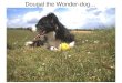 Dougal the Wonder-dog…