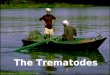 The Trematodes