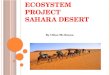 Ecosystem   Project Sahara Desert