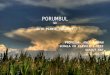 PORUMBUL SI - ALTE PLANTE INRUDITE-