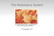 The Respiratory System Chapter 22