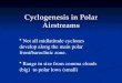 Cyclogenesis in Polar Airstreams