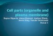 Cell parts (organelle and plasma membrane)
