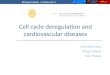 Cell cycle deregulation and  cardiovascular  diseases