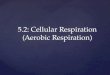 5.2: Cellular Respiration (Aerobic Respiration)