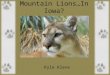 Mountain Lions…In Iowa?