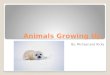Animals Growing Up