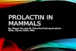 Prolactin in Mammals