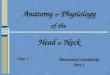 Anatomy  &  Physiology of the  Head  &  Neck
