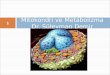 Mitokondri ve Metabolizma Dr. Süleyman Demir