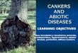 CANKERS  AND  ABIOTIC  DISEASES