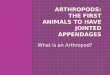 Arthropods: The first Animals to have Jointed Appendages