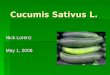 Cucumis Sativus L