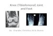 Knee (Tibiofemoral) Joint and Foot