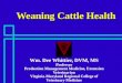Weaning Cattle Health