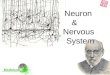 Neuron  &       Nervous  System