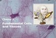 Chapter 3:  Fundamental Cells and Tissues