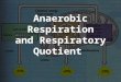 Anaerobic Respiration and Respiratory Quotient