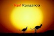 Red  Kangaroo