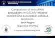 Comparison of microRNA populations in SACMV infected tolerant and susceptible cassava landraces