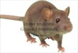 Order Rodentia Gnawing Mammals