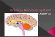Brain & Nervous System