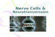 Nerve Cells &  Neurotransmission
