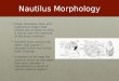 Nautilus Morphology