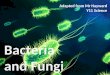 Bacteria  and Fungi