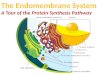 The Endomembrane System A Tour of the Protein Synthesis Pathway