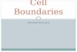 Cell  Boundaries