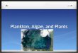 Plankton, Algae, and Plants