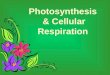 Photosynthesis &  Cellular Respiration