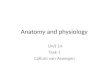 A natomy and physiology