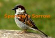 Sparrow’s Sorrow