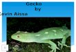 Gecko      by Kevin  Aissa