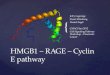 HMGB1  – RAGE – Cyclin E pathway